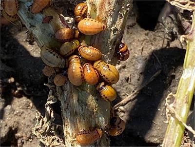 Identifying Resistance to the Colorado Potato Beetle (Leptinotarsa decemlineata Say) in Potato Germplasm: Review Update